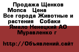 Продажа Щенков Мопса › Цена ­ 18 000 - Все города Животные и растения » Собаки   . Ямало-Ненецкий АО,Муравленко г.